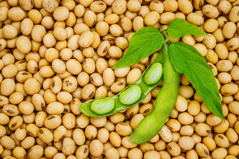 Green soybean pods on dry soy bean