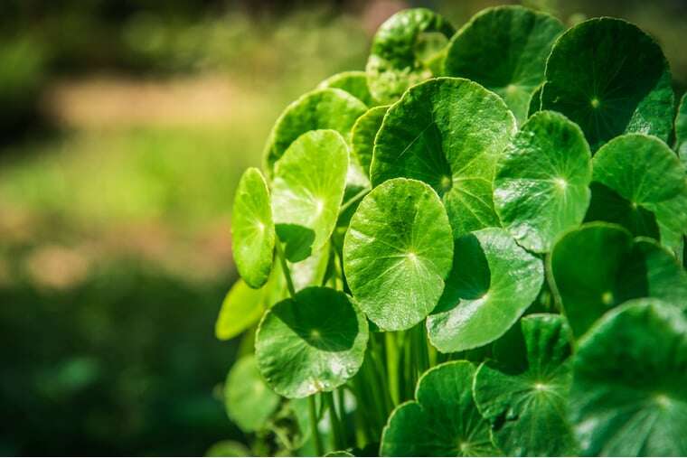 Gotu Kola plant